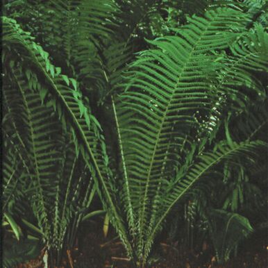 Ostrich Fern Plants<br>(Matteuccia)