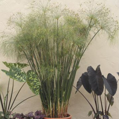 Papyrus Paper Plants<br>(Cyperus)