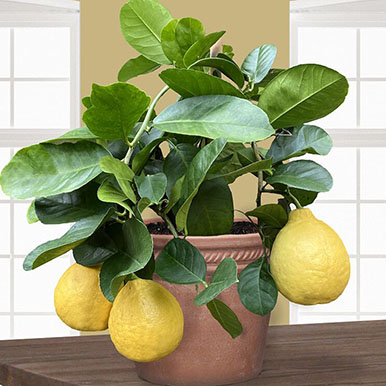 Ponderosa Lemon Trees<br>(Citrus)