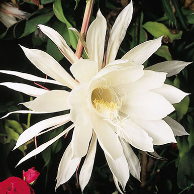 Queen of the Night Plants<br>(Epiphyllum)