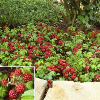 Raspberry Plants<br>(Rubus)