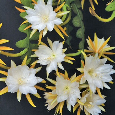 Ric Rac Orchid Cactus Plants<br>(Epiphyllum)