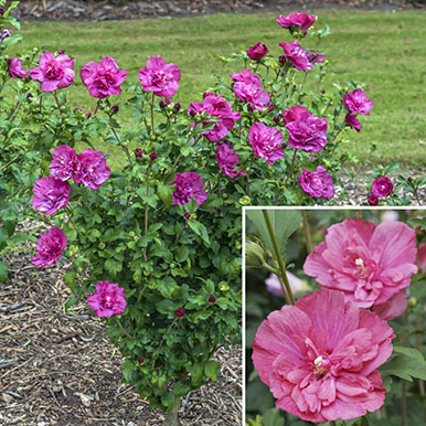 Rose of Sharon Bushes and Plants<br>(Hibiscus)