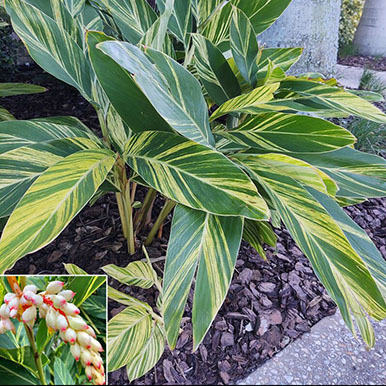 Shell Ginger Plants<br>(Alpinia)