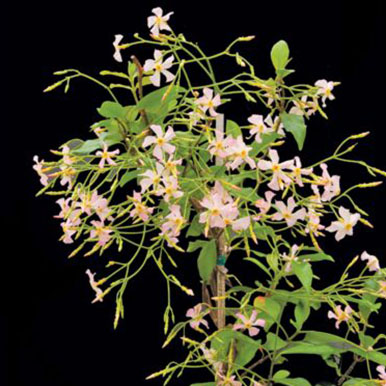 Star Jasmine Plants<br>(Trachelospermum)