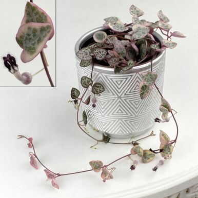 String of Hearts Plants<br>(Ceropegia)