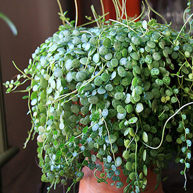 String of Turtles Plants<br>(Peperomia)