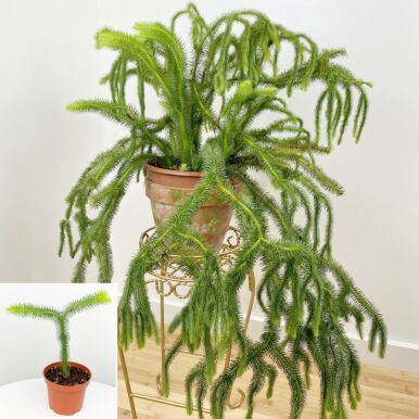 Tassel Fern Plants<br>(Lycopodium)