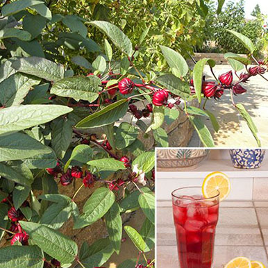 Tea Hibiscus Plants<br>(Hibiscus)