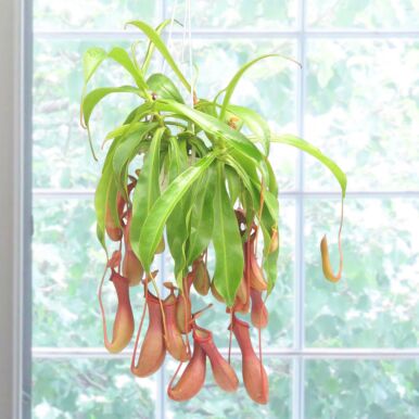 Tropical Pitcher Plants<br>(Nepenthes)