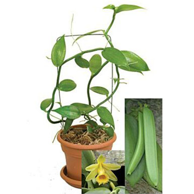 Vanilla Orchids / Vanilla Bean Plants