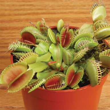 Venus Fly Trap Carnivorous Plants<br>(Dionaea)