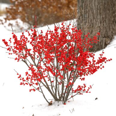 Winterberry Bushes and Plants<br>(Ilex)