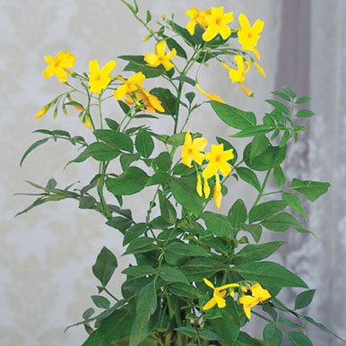 Yellow Jasmine Plants