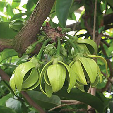 Ylang Ylang Vine Plants<br>(Artabotrys)